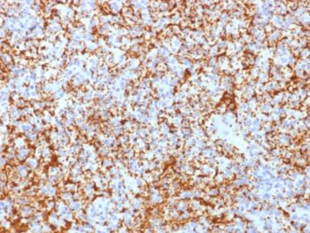 CD61 / Integrin 3 / Platelet Glycoprotein IIIa (Platelet Marker)(ITGB3/2166R), CF647 conjugate, 0.1mg/mL