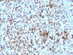 CD61 / Integrin 3 / Platelet Glycoprotein IIIa (Platelet Marker)(ITGB3/3126R), CF594 conjugate, 0.1mg/mL