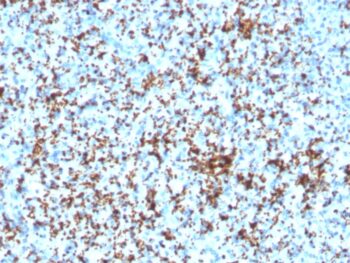 CD61 / Integrin 3 / Platelet Glycoprotein IIIa (Platelet Marker)(ITGB3/3126R), CF594 conjugate, 0.1mg/mL