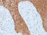 Cytokeratin, Multi (Epithelial Marker)(KRT/1877R), CF740 conjugate, 0.1mg/mL 1 view_image-514