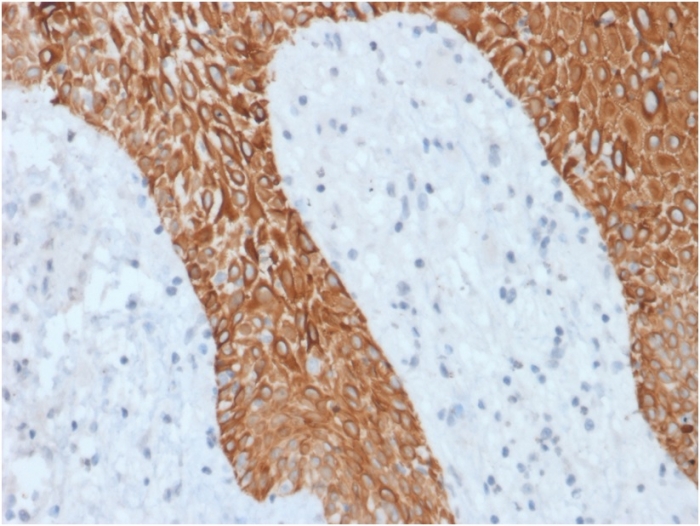 view_image-514 view image 514- Immunomart