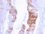 Cytokeratin 20 (KRT20) (Colorectal Epithelial Marker)(KRT20/3129R), Biotin conjugate, 0.1mg/mL