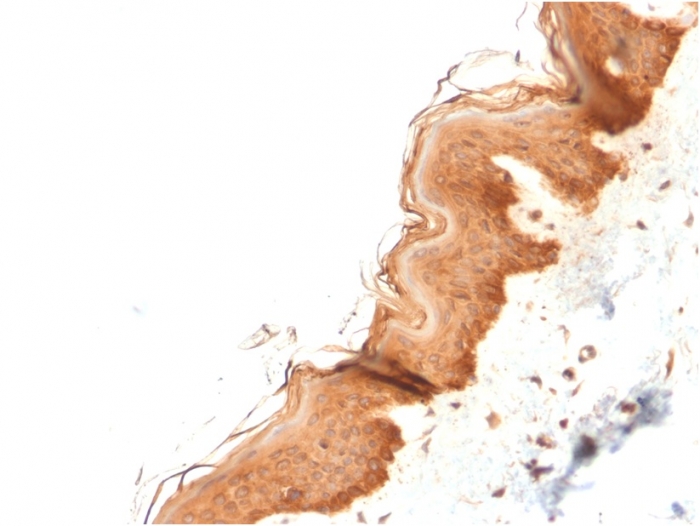view_image-532 view image 532- Immunomart