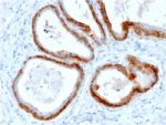 Cytokeratin, Basic (Type II or HMW)(KRTH/2147R), CF568 conjugate, 0.1mg/mL