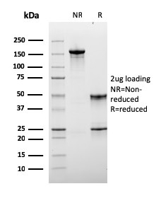 view_image-538 view image 538- Immunomart