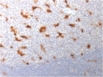 CD68 (Macrophage Marker) (LAMP4/1830), CF640R conjugate, 0.1mg/mL