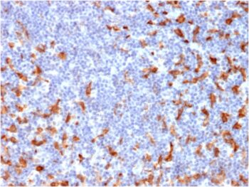 CD163 (Monocyte & Macrophage Marker)(M130/2162), 0.2mg/mL