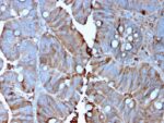 MerTK (Innate Immune Checkpoint)(MERTK/3015), CF740 conjugate, 0.1mg/mL 1 view_image-564