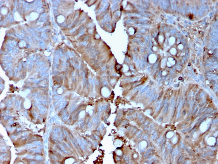 view_image-564 view image 564- Immunomart