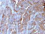 MerTK (Innate Immune Checkpoint)(MERTK/3022), CF594 conjugate, 0.1mg/mL 1 view_image-565