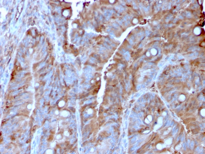 view_image-565 view image 565- Immunomart