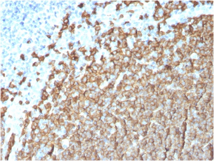 view_image-586 view image 586- Immunomart