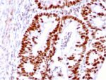 MSH6 (DNA Mismatch Repair Protein)(MSH6/3085), Biotin conjugate, 0.1mg/mL