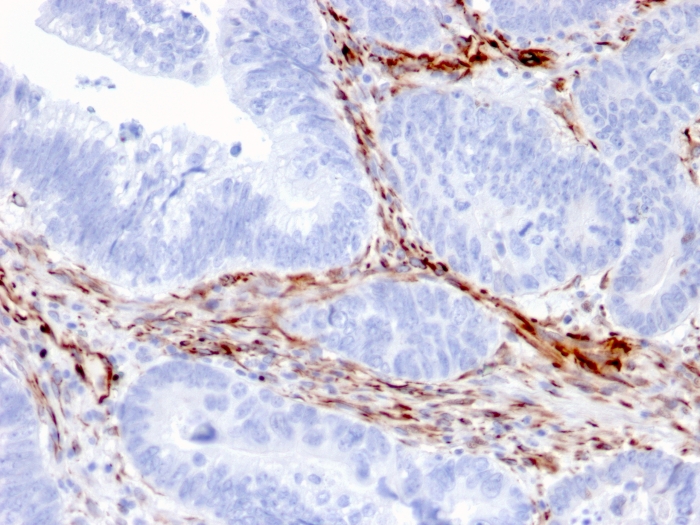 view image 620- Immunomart