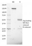NKX2.8(NKX28/2547), CF640R conjugate, 0.1mg/mL