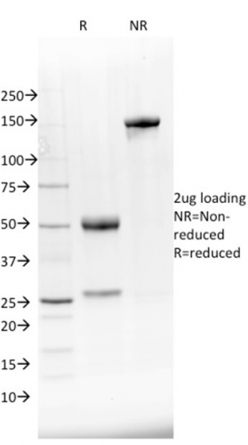 NKX2.8(NKX28/2548), CF640R conjugate, 0.1mg/mL