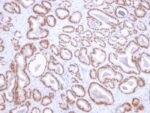 NKX3.1 (Metastatic Prostate Adenocarcinoma Marker)(NKX3.1/2836), CF740 conjugate, 0.1mg/mL