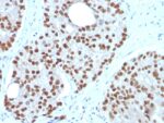 NKX3.1 (Metastatic Prostate Adenocarcinoma Marker)(NKX3.1/3350), CF594 conjugate, 0.1mg/mL