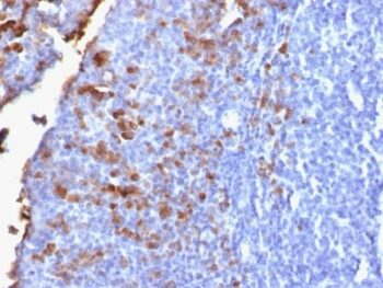 Human IgG (Immunoglobulin Gamma Heavy Chain) (B-Cell Marker) (IG1707R), CF740 conjugate, 0.1mg/mL