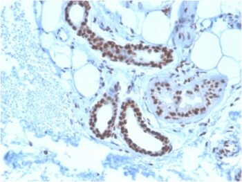 Nucleophosmin (Acute Myeloid Leukemia Marker)(NPM1/3285), CF740 conjugate, 0.1mg/mL