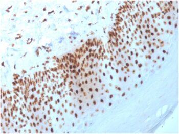 Nucleophosmin (Acute Myeloid Leukemia Marker)(NPM1/3398), CF405S conjugate, 0.1mg/mL