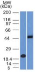 PAX8 (Renal Cell Marker)(PAX8/1491 + PAX8/1492), CF405S conjugate, 0.1mg/mL