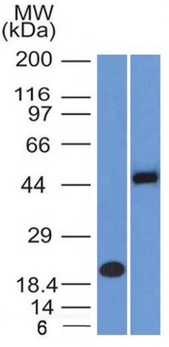 PAX8 (Renal Cell Marker)(PAX8/1491 + PAX8/1492), CF405S conjugate, 0.1mg/mL