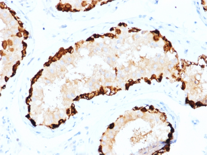 view_image-66-1 view image 66 1- Immunomart
