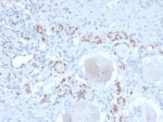 PAX8 (Renal Cell Marker)(PAX8/2774R), CF647 conjugate, 0.1mg/mL
