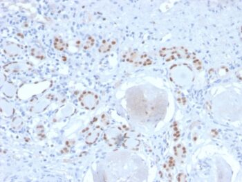 PAX8 (Renal Cell Marker)(PAX8/2774R), CF647 conjugate, 0.1mg/mL