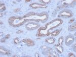 Cytokeratin, pan (Epithelial Marker)(PCK/3150), 0.2mg/mL 1 view_image-661