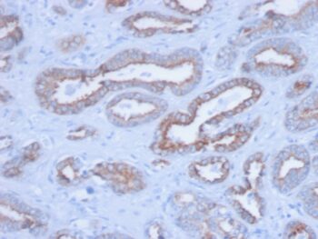 Cytokeratin, pan (Epithelial Marker)(PCK/3150), CF488A conjugate, 0.1mg/mL