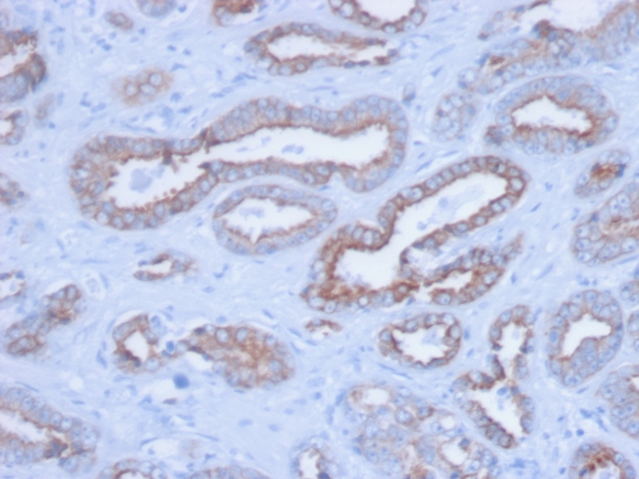 view_image-661 view image 661- Immunomart