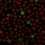 PD-L1 / PDCD1LG1 / CD274 / B7-H1 (Cancer Immunotherapy Target)(PDL1/2743), CF405S conjugate, 0.1mg/mL 1 view_image-665
