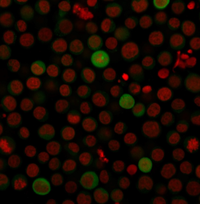 view_image-665 view image 665- Immunomart
