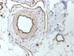 CD31 / PECAM-1 (Endothelial Cell Marker)(PECAM1/3530), CF568 conjugate, 0.1mg/mL