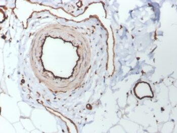 CD31 / PECAM-1 (Endothelial Cell Marker)(PECAM1/3530), CF568 conjugate, 0.1mg/mL