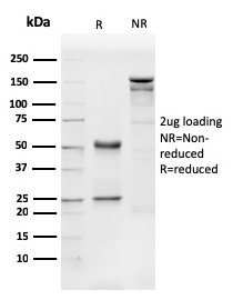 CD31 / PECAM-1 (Endothelial Cell Marker)(PECAM1/3540), CF568 conjugate, 0.1mg/mL