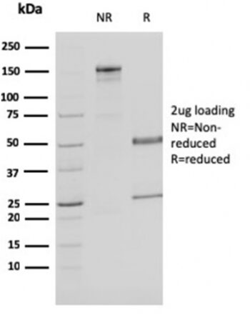 Malate dehydrogenase 1 NAD (soluble)(CPTC-MDH1-1), CF405S conjugate, 0.1mg/mL
