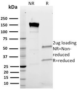 Band III(Q1/156), CF740 conjugate, 0.1mg/mL