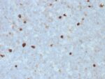 Human IgM (Immunoglobulin Mu Heavy Chain) (B-Cell Marker)(R1/69), CF594 conjugate, 0.1mg/mL