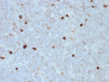 Human IgM (Immunoglobulin Mu Heavy Chain) (B-Cell Marker)(R1/69), CF594 conjugate, 0.1mg/mL