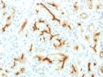 CFTR (Cystic Fibrosis Transmembrane Conductance Regulator) (CFTR/1775R), CF405S conjugate, 0.1mg/mL