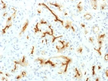 CFTR (Cystic Fibrosis Transmembrane Conductance Regulator) (CFTR/1775R), CF405S conjugate, 0.1mg/mL
