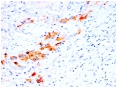 CD44v4 (Marker of Tumor Metastasis) (rCD44v4/1219), CF568 conjugate, 0.1mg/mL