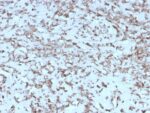 Cytochrome C (Mitochondrial Marker)(rCYCS/1010), 0.2mg/mL