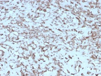 Cytochrome C (Mitochondrial Marker)(rCYCS/1010), 0.2mg/mL