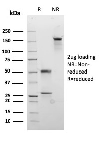 view image 738- Immunomart
