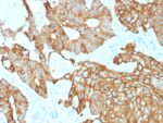 Cytokeratin 19 (Pancreatic Stem Cell Marker) (rKRT19/800), CF594 conjugate, 0.1mg/mL 1 view_image-766