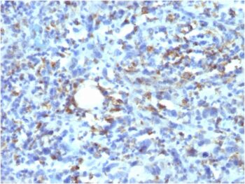 CD68 (Macrophage Marker)(rLAMP4/824), CF594 conjugate, 0.1mg/mL